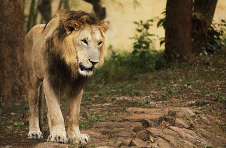 King of the jungle in a cageの写真素材