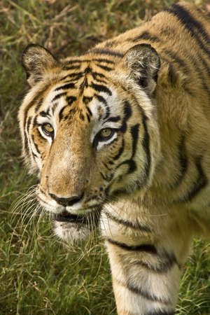 A Royal Bengal tiger looks for prayの写真素材