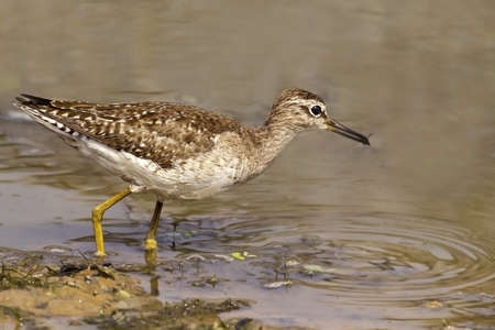 Portrait of a Wood Sandpiper in marshy wetlands near Chilika lakeの写真素材