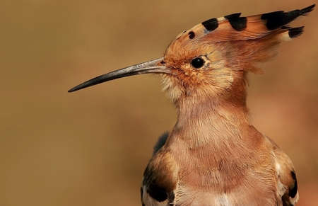 Close up of a  Hoopoe  Upupa Epops  at Mangalajodi wetlands in Chilika lakeの写真素材