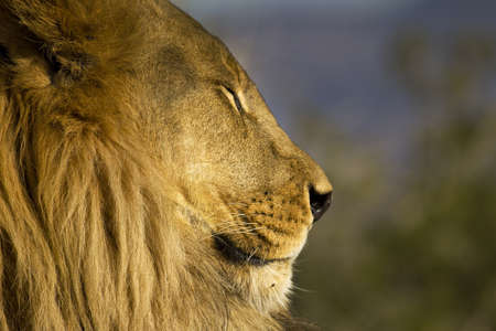 An african lion portrait closeupの写真素材