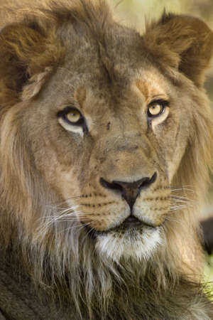 Closeup of a African Lionの写真素材