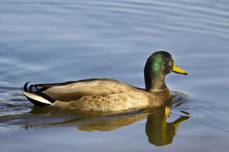 male mallard duck floats in waterの写真素材