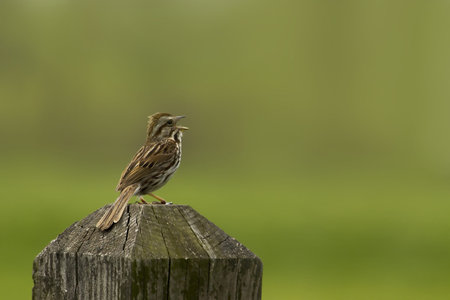 A pipit bird sings in summers of Michigan USAの写真素材
