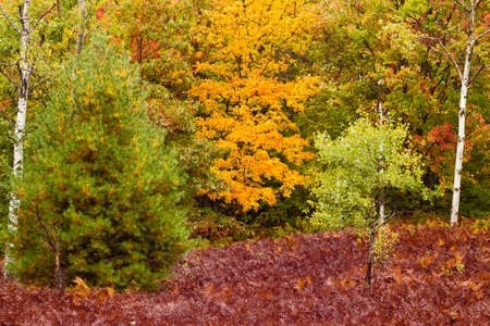 Beautiful fall colors in Michigan during Autumn USAの写真素材