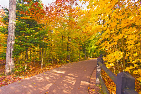 Beautiful walkway in with fall colors in Michigan during Autumn USA
