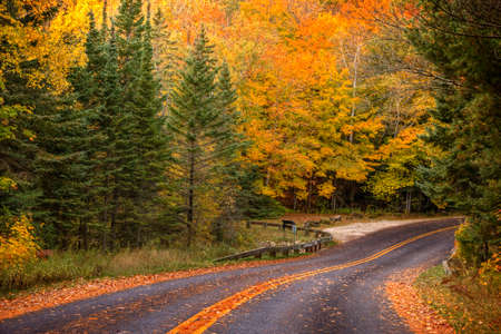 Beautiful walkway in with fall colors in Michigan during Autumn USAの写真素材