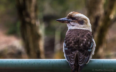 The laughing kookaburra in the Royal National Park, NSWの写真素材