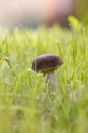 tats unisの写真素材