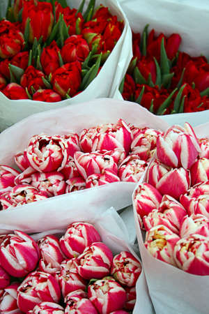Bunch of tulipsの写真素材