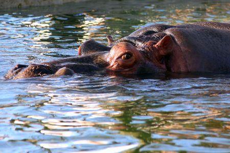 Hippopotamus (Hippopotamus amphibius) submerged in waterの写真素材