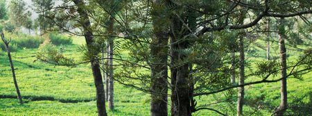 Green foliage background