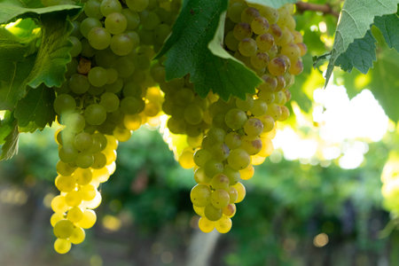 Green grapes in vineyard, sunny afternoon, grape cultivation, Mendoza wine. High quality photo