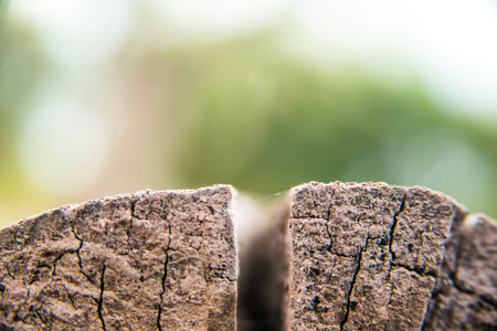 crack close-up on an old, dry logの写真素材