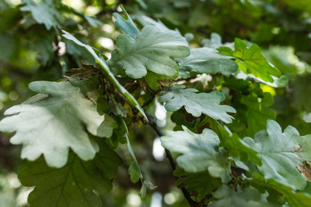green leaves illuminated by the sun