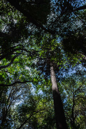 treetops illuminated by the sunの写真素材