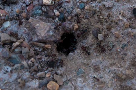 anthill entrance on dirt floorの写真素材
