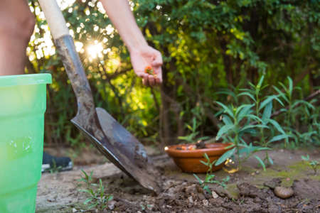 person planting seeds in your gardenの写真素材