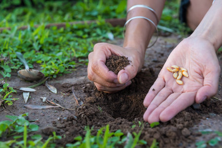 person manipulating seeds to be planted in the groundの写真素材