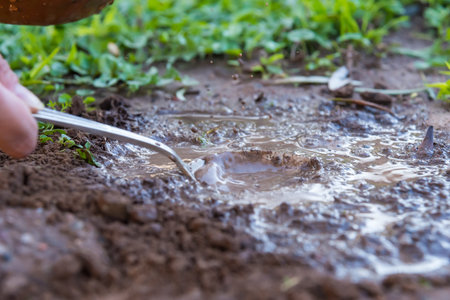 person finishing planting young vegetation in the ground with a metal spoon
