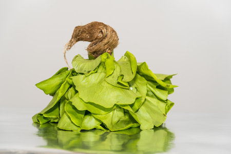 whole spinach plant on a tableの写真素材