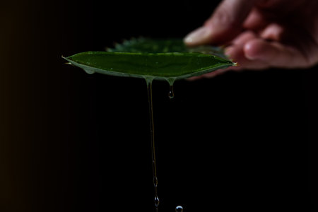 person draining the juice of an Aloe Vera leaf over a plastic container
