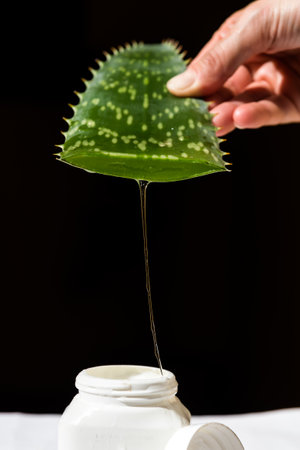 person draining the juice of an Aloe Vera leaf over a plastic containerの写真素材