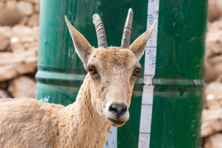 Close up of a Capra ibex Nubiana, Nubian Ibexes family near Mitzpe Ramonの写真素材