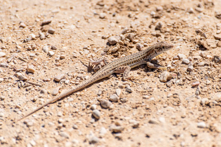 A closeup of a Little lizard lies under a hot rock under the summer sun. The Negev desert, Israelの写真素材