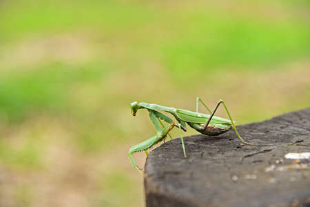 A close up photo of a garden mantis insect taken during February in Israelの写真素材