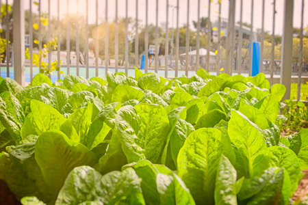 A lettuce bed with a self prepared bucket designed to be a worm compost