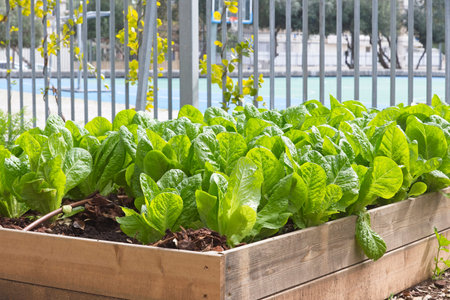 A lettuce bed with a self prepared bucket designed to be a worm compost