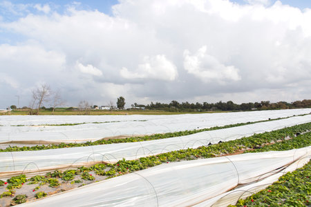 Strawberries grow on the field in rows. Strawberry field on a sunny day. Growing strawberries.の写真素材