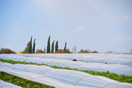 Strawberries grow on the field in rows. Strawberry field on a sunny day. Growing strawberries.の写真素材