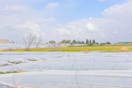 Strawberries grow on the field in rows. Strawberry field on a sunny day. Growing strawberries.