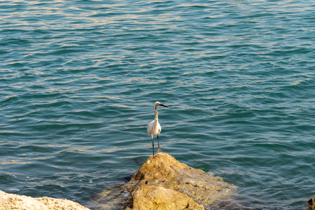 White Heron is Fishing, Heron Looking For Fish, Heron Walking On Water. Heron on a rock at the moment of the blue waters of the Mediterranean Seaの写真素材