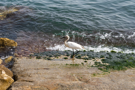 White Heron is Fishing, Heron Looking For Fish, Heron Walking On Water. Heron on a rock at the...