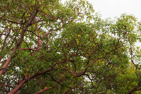 Trunk of arbutus tree with its peeling pink bark. Arbutus strawberry tree with no barkの写真素材