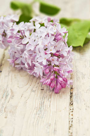 lilac branch on wooden tableの写真素材
