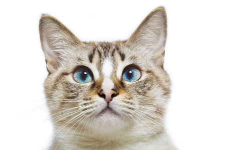 blue eyed cat head