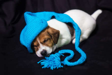 cute puppy sleeping in blue hat on black backgroundの写真素材