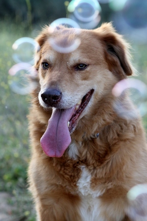 A dog with soap bubblesの写真素材