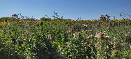 Beautiful landscape with field of ripe rye and blue summer sky.の写真素材