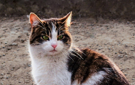 Cat on a blurred background of the yard. Backlight