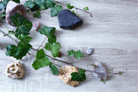 The stones lie among the ivy branches on the table. Studio photography. View from aboveの写真素材