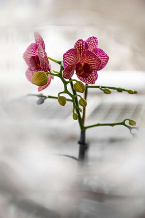 home orchid in diffused lightの写真素材