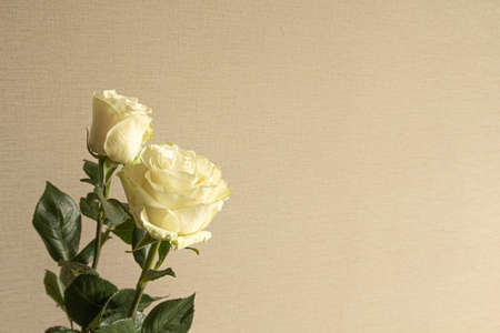 two roses on a solid backgroundの写真素材