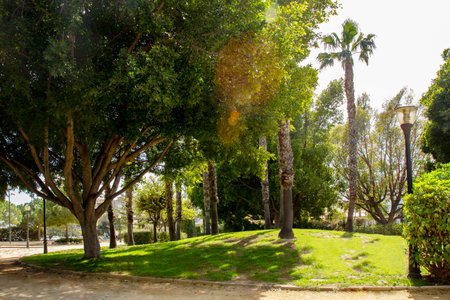 Green trees in a park on a sunny meadow with green grass