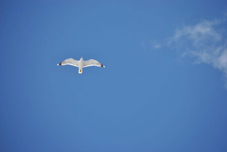 Seagullの写真素材