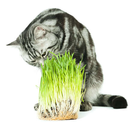 Cat analyzing green grassの写真素材